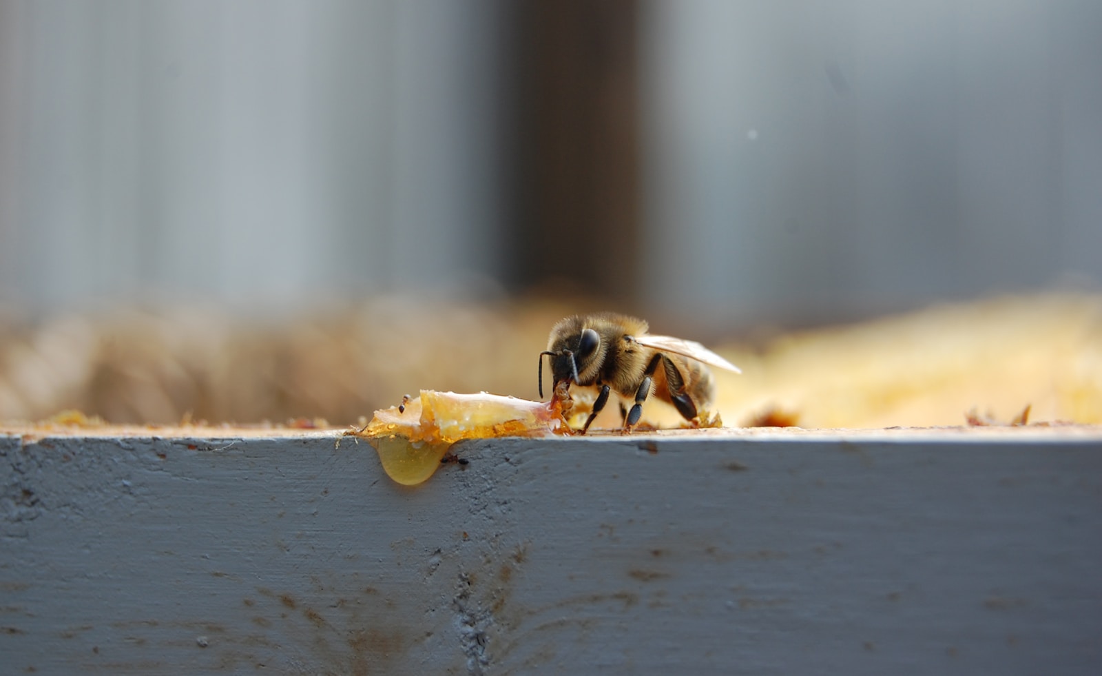 Can Babies Eat Honey
