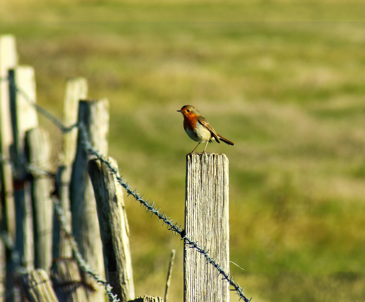 Can Babies Get Strep Throat image