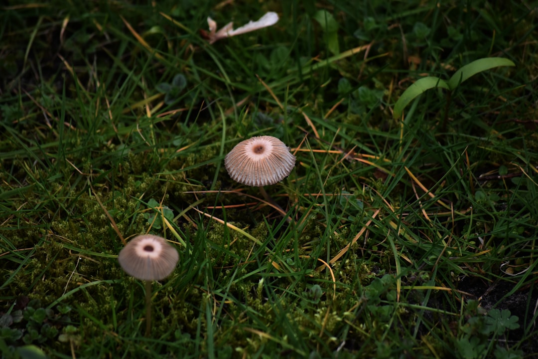 Can Babies Eat Mushrooms topic image
