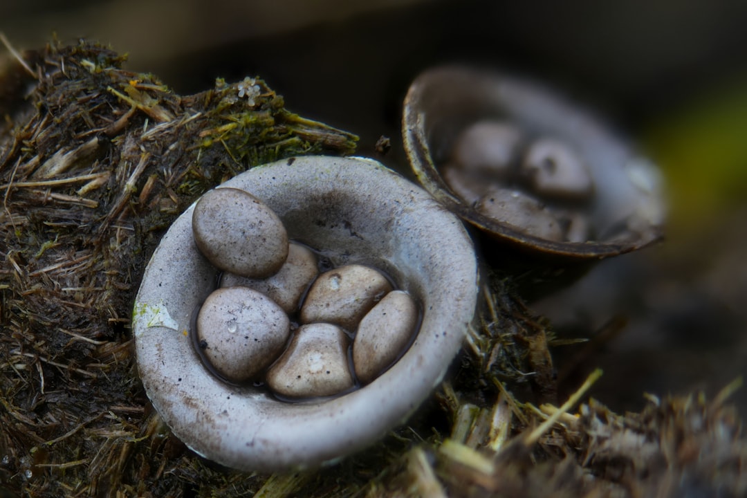 Can Babies Eat Mushrooms image